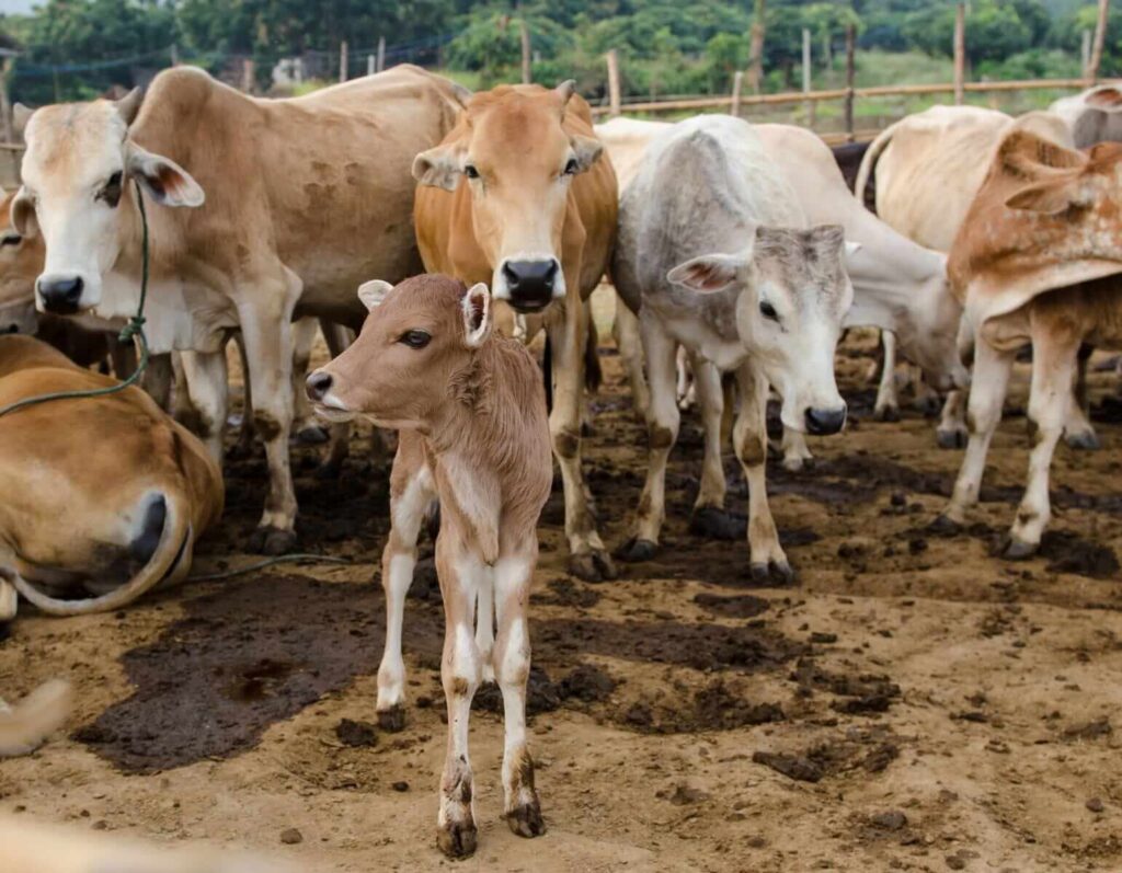 Cattle Fading Back on Friday